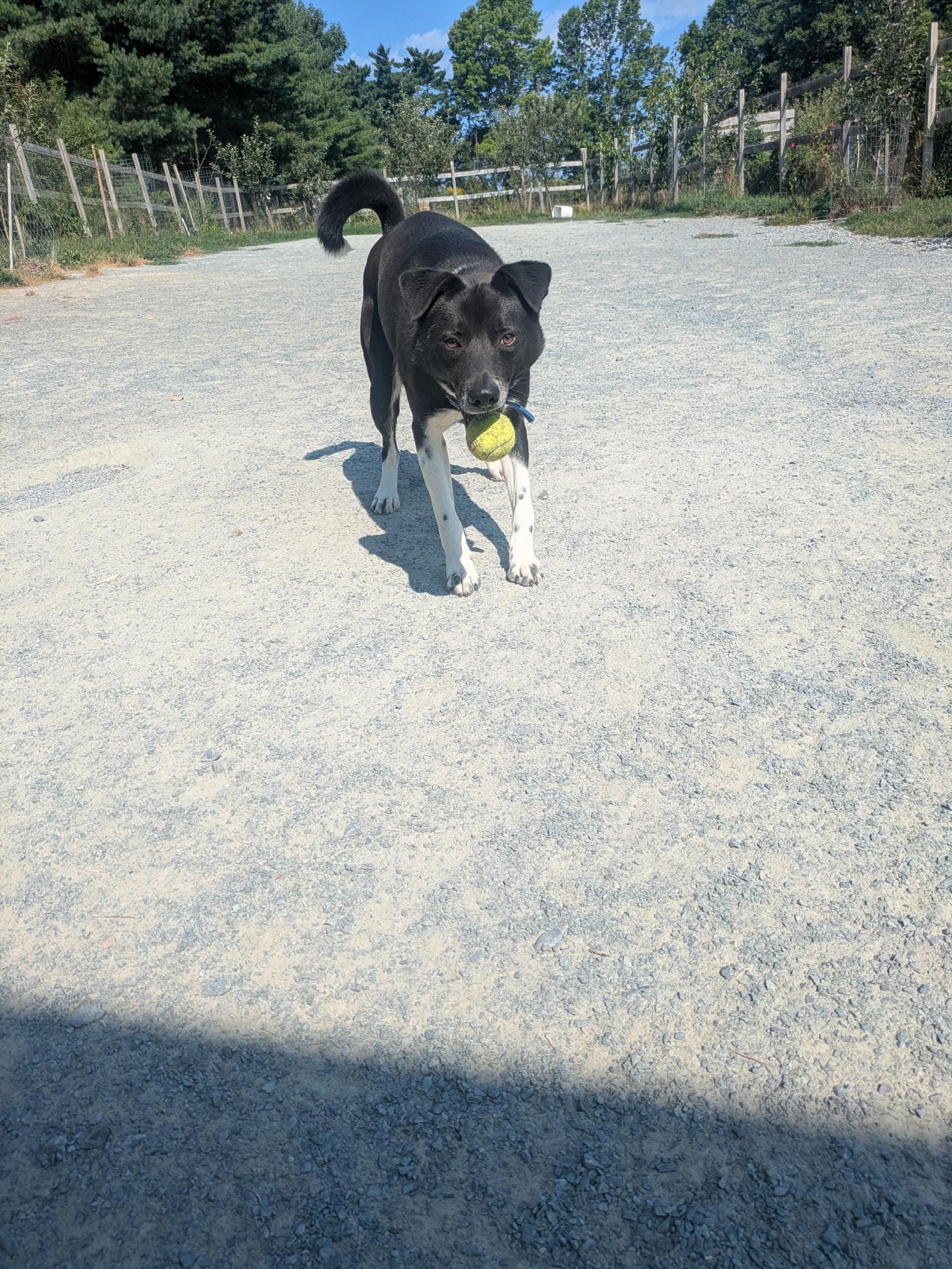 Enlarge Jake, a Adopted mixed breed in West Northfield, NS image 5/5