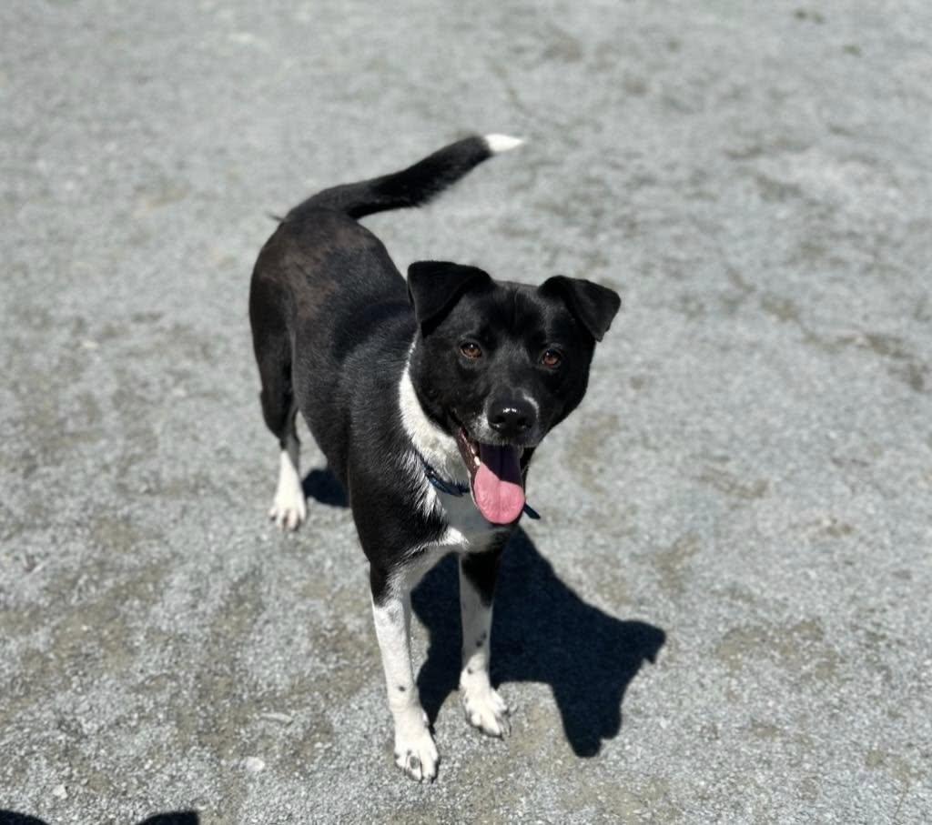 Enlarge Jake, a Adopted mixed breed in West Northfield, NS image 4/5