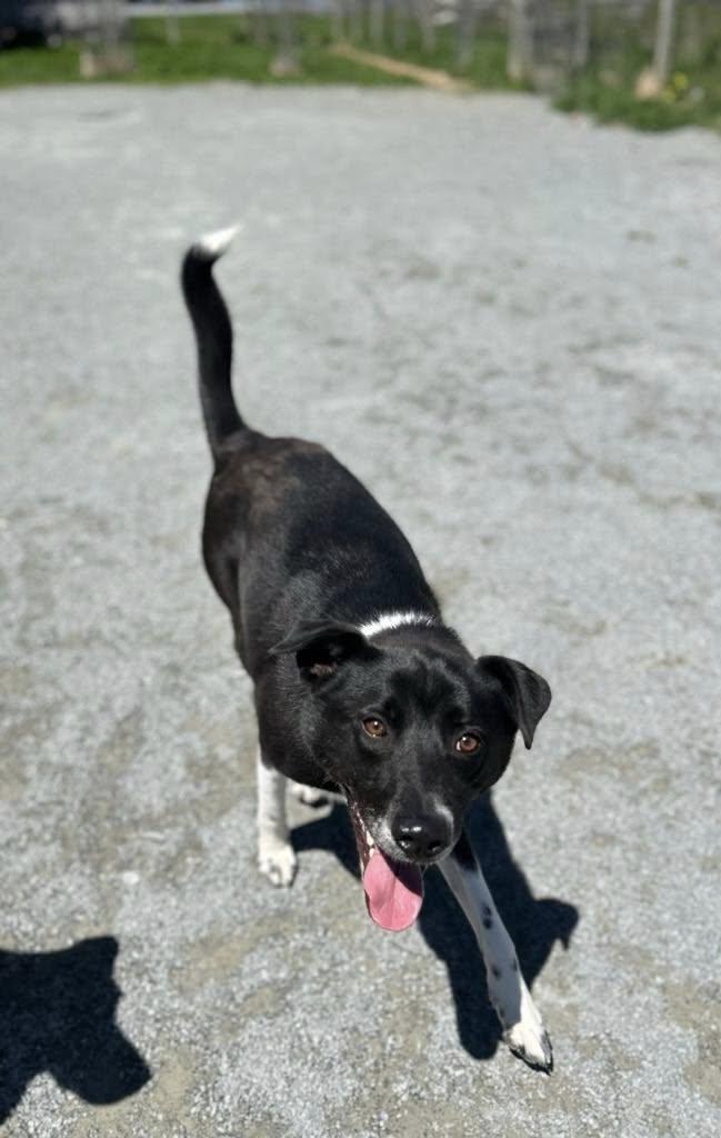 Enlarge Jake, a Adopted mixed breed in West Northfield, NS image 3/5