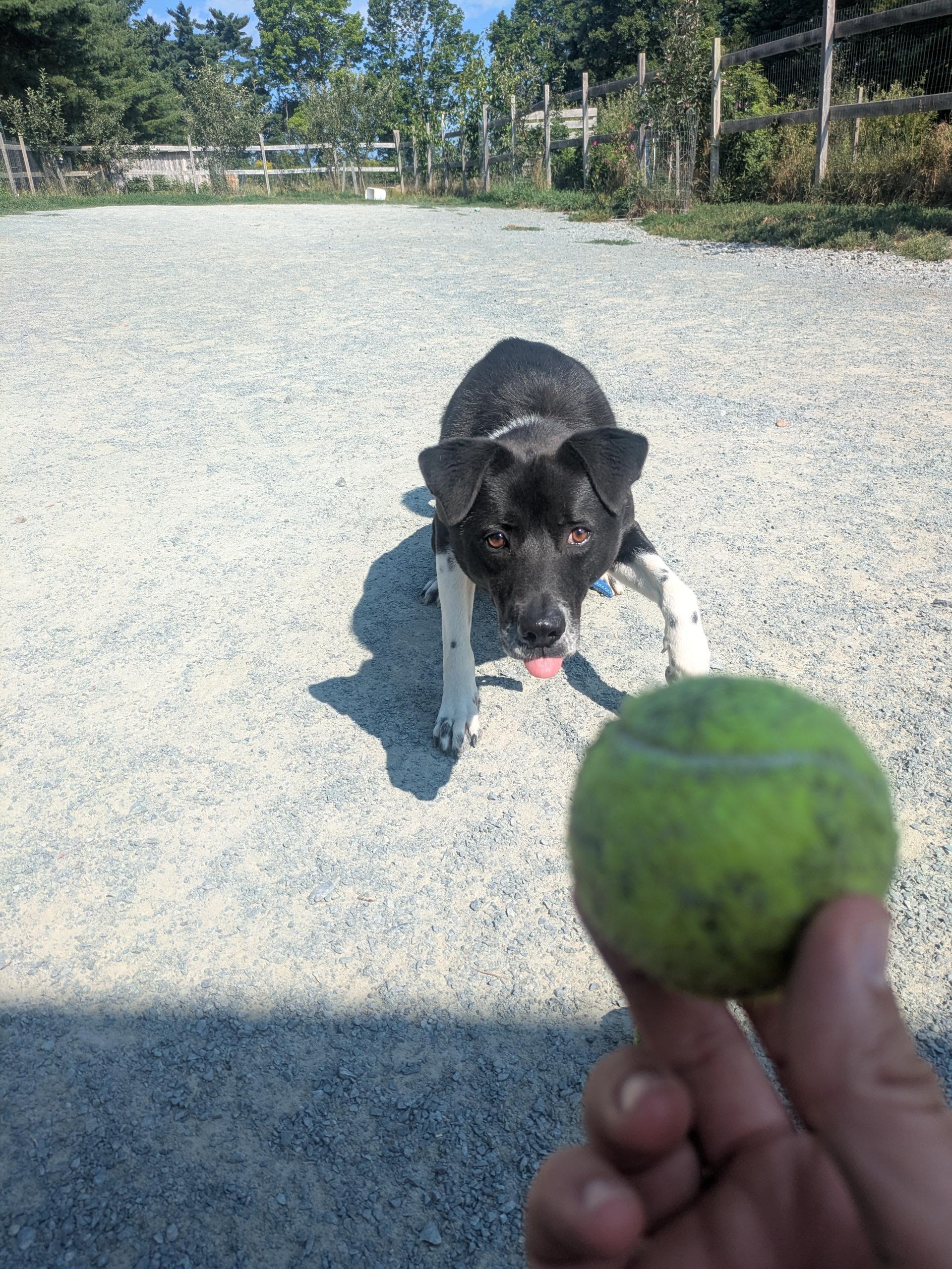 Enlarge Jake, a Adopted mixed breed in West Northfield, NS image 1/5