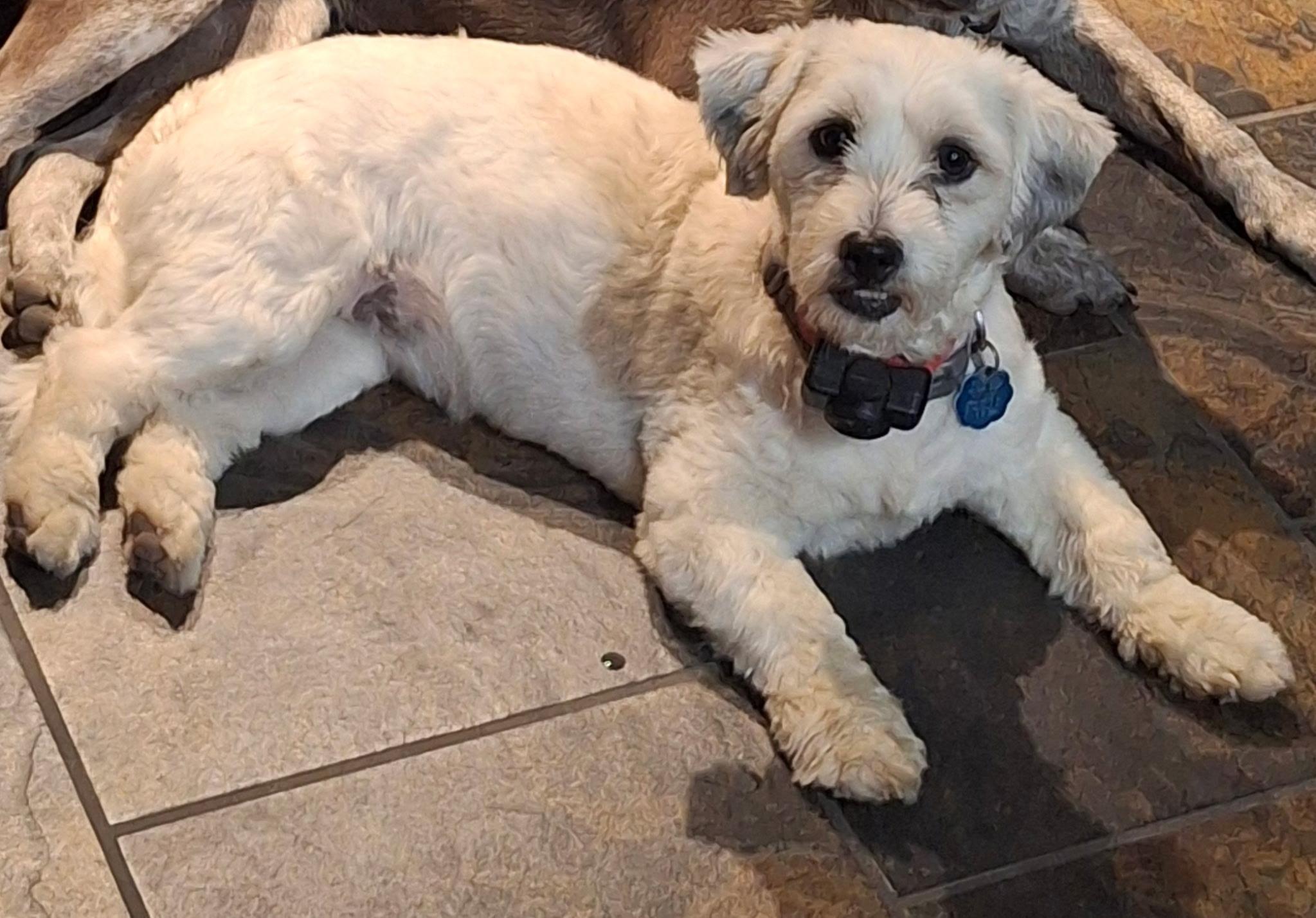 Tinie Tot, Adopted, Adult Female Shih poo & Shih Tzu.