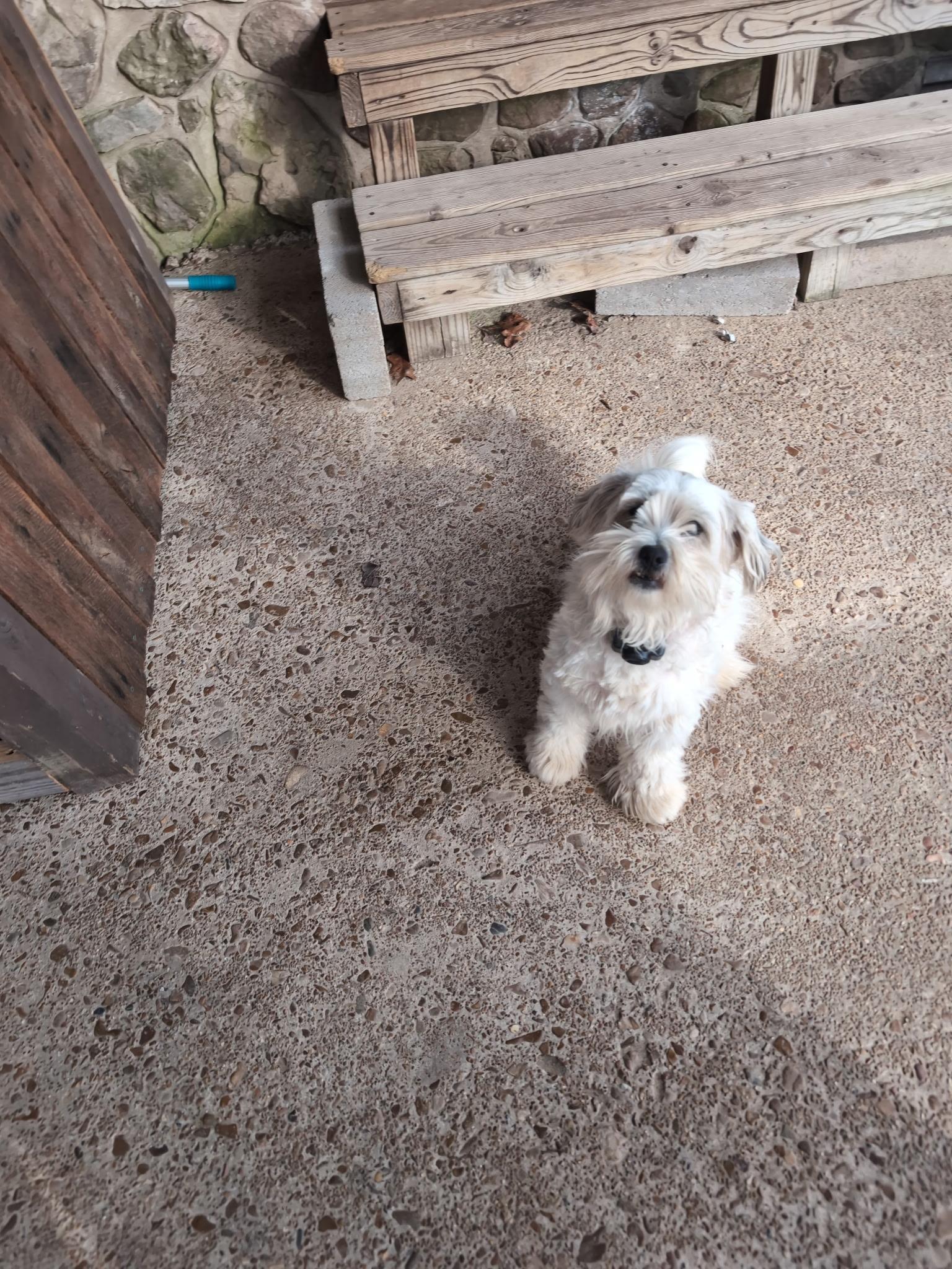 Enlarge Tinie Tot, a Adopted mixed breed in Melbourne, AR image 2/2