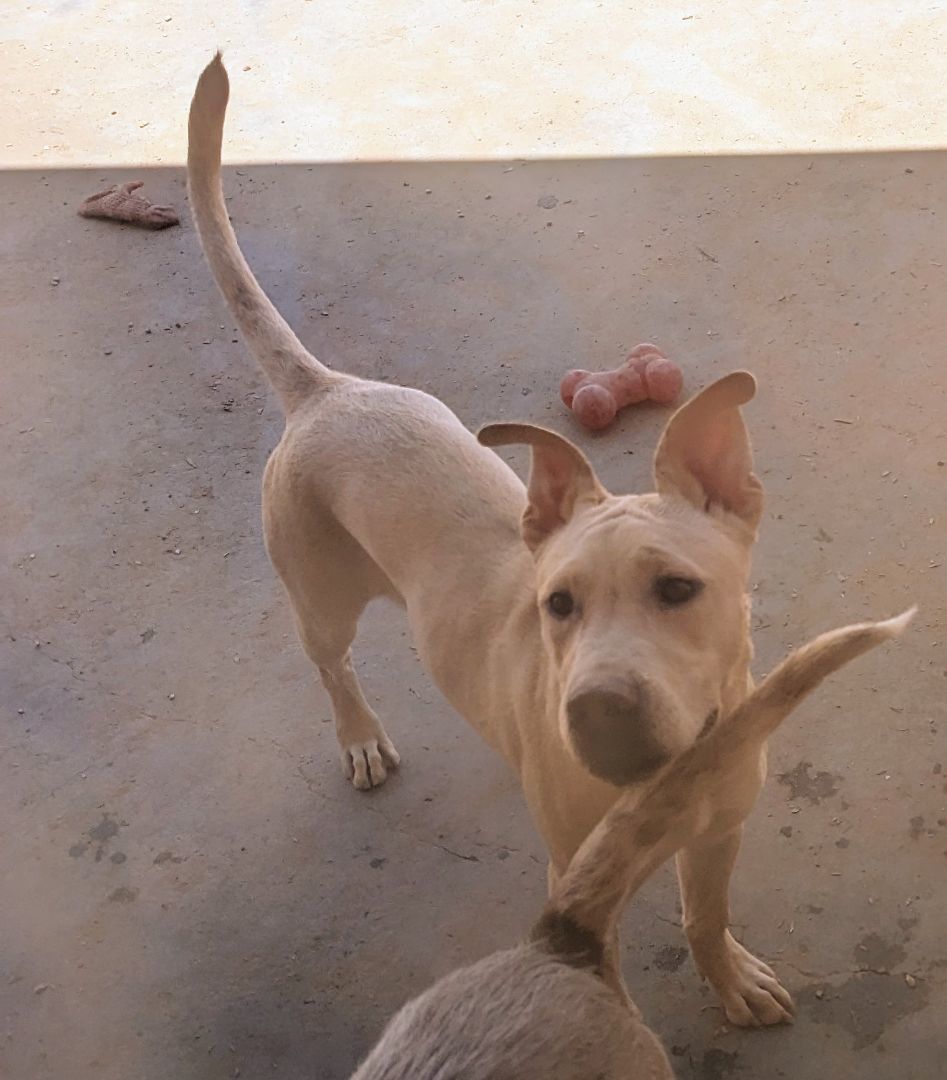 HARRY, a Adoptable mixed breed in Pena Blanca, NM image 1/2