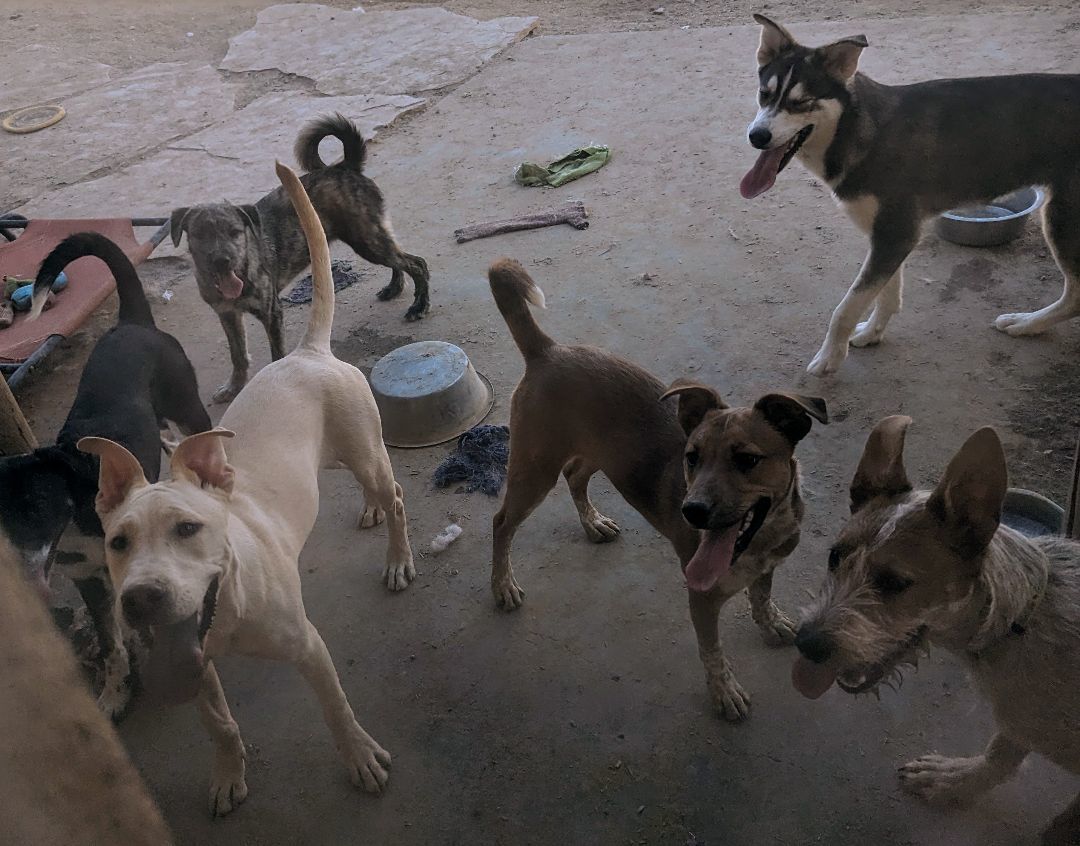 HARRY, a Adoptable mixed breed in Pena Blanca, NM image 2/2