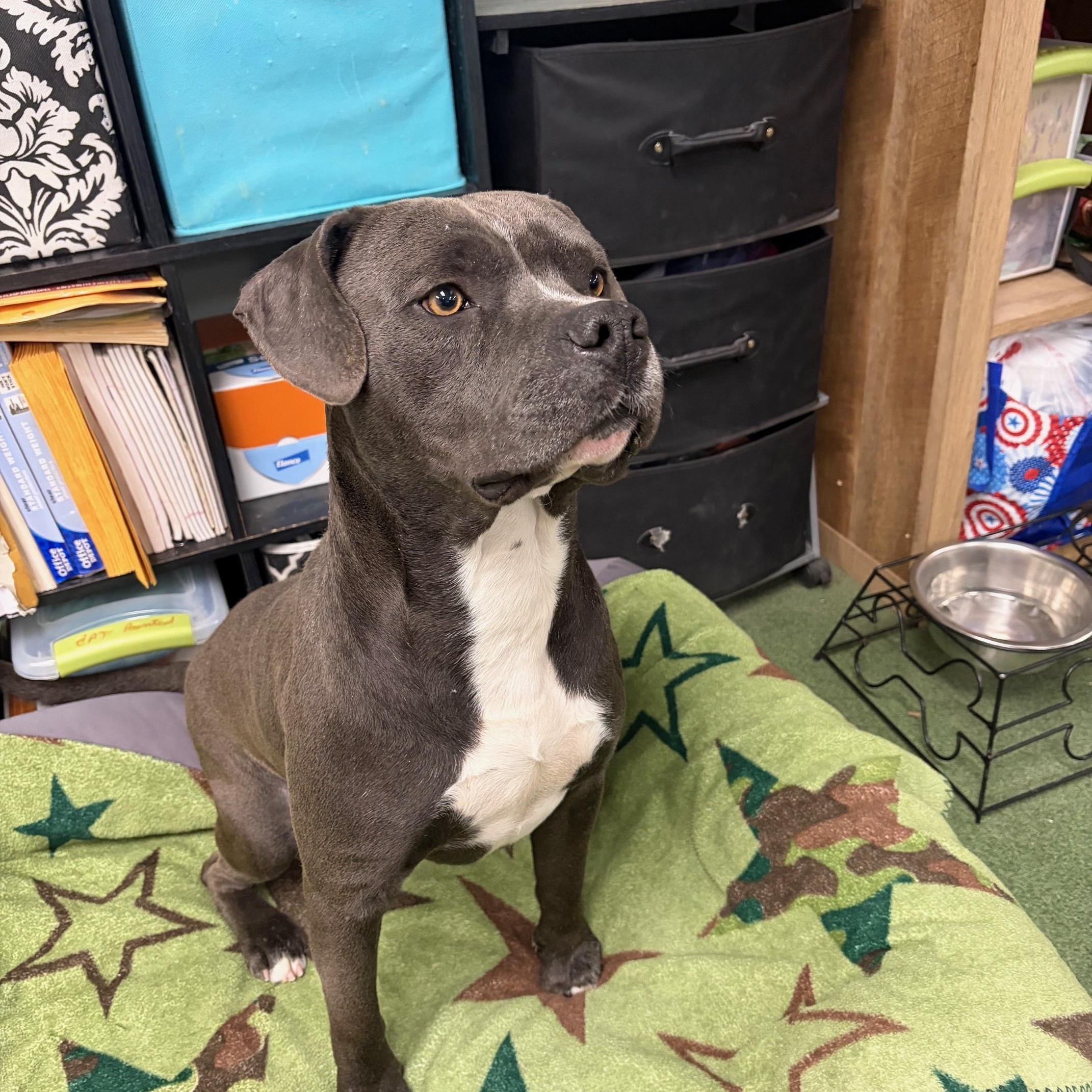 Moose, adopted, Adult Male Pit Bull Terrier.