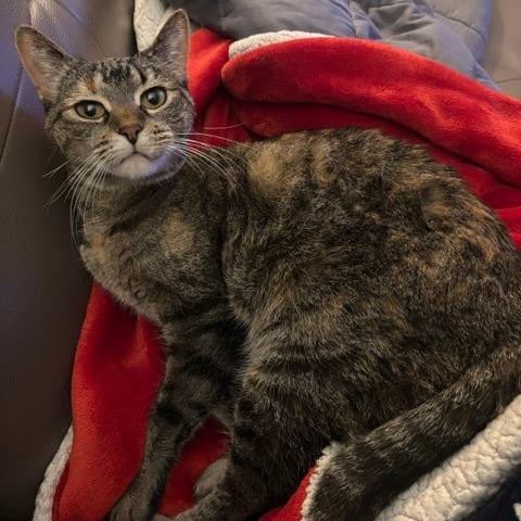Enlarge KeeKee C10968, a Adoptable Domestic Short Hair in Minneapolis, MN image 2/6