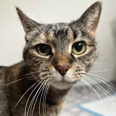 Enlarge KeeKee C10968, a Adoptable Domestic Short Hair in Minneapolis, MN image 3/6