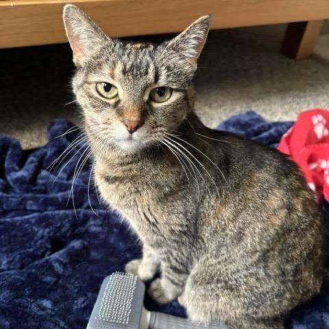 Enlarge KeeKee C10968, a Adoptable Domestic Short Hair in Minneapolis, MN image 4/6