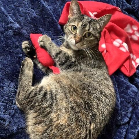 Enlarge KeeKee C10968, a Adoptable Domestic Short Hair in Minneapolis, MN image 5/6