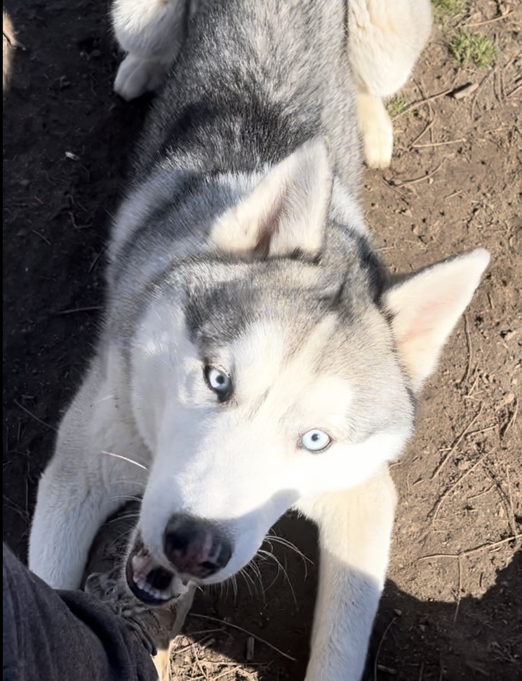 Enlarge Diego, a Adopted Siberian Husky in Westland, MI image 1/5
