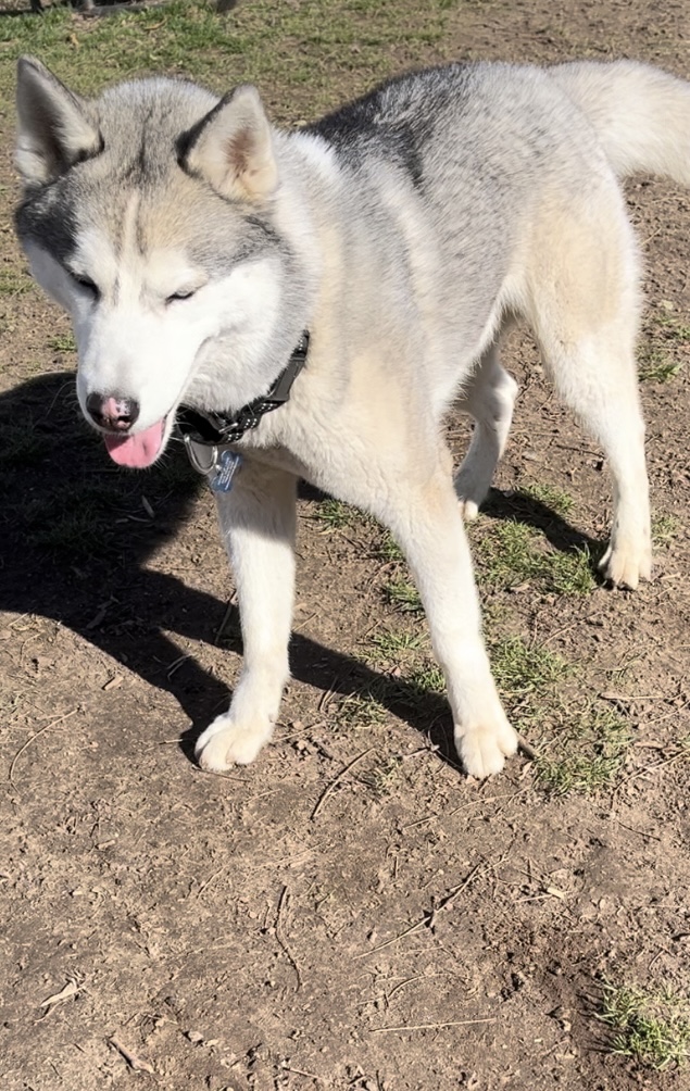 Enlarge Diego, a Adopted Siberian Husky in Westland, MI image 2/5