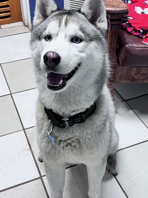 Enlarge Diego, a Adopted Siberian Husky in Westland, MI image 3/5