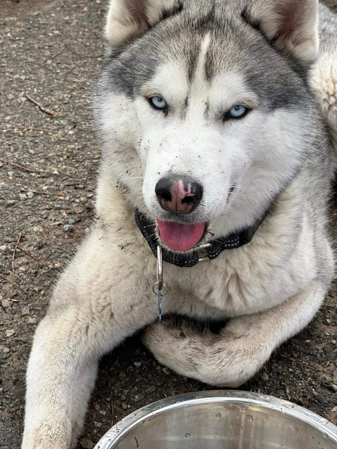 Enlarge Diego, a Adopted Siberian Husky in Westland, MI image 4/5