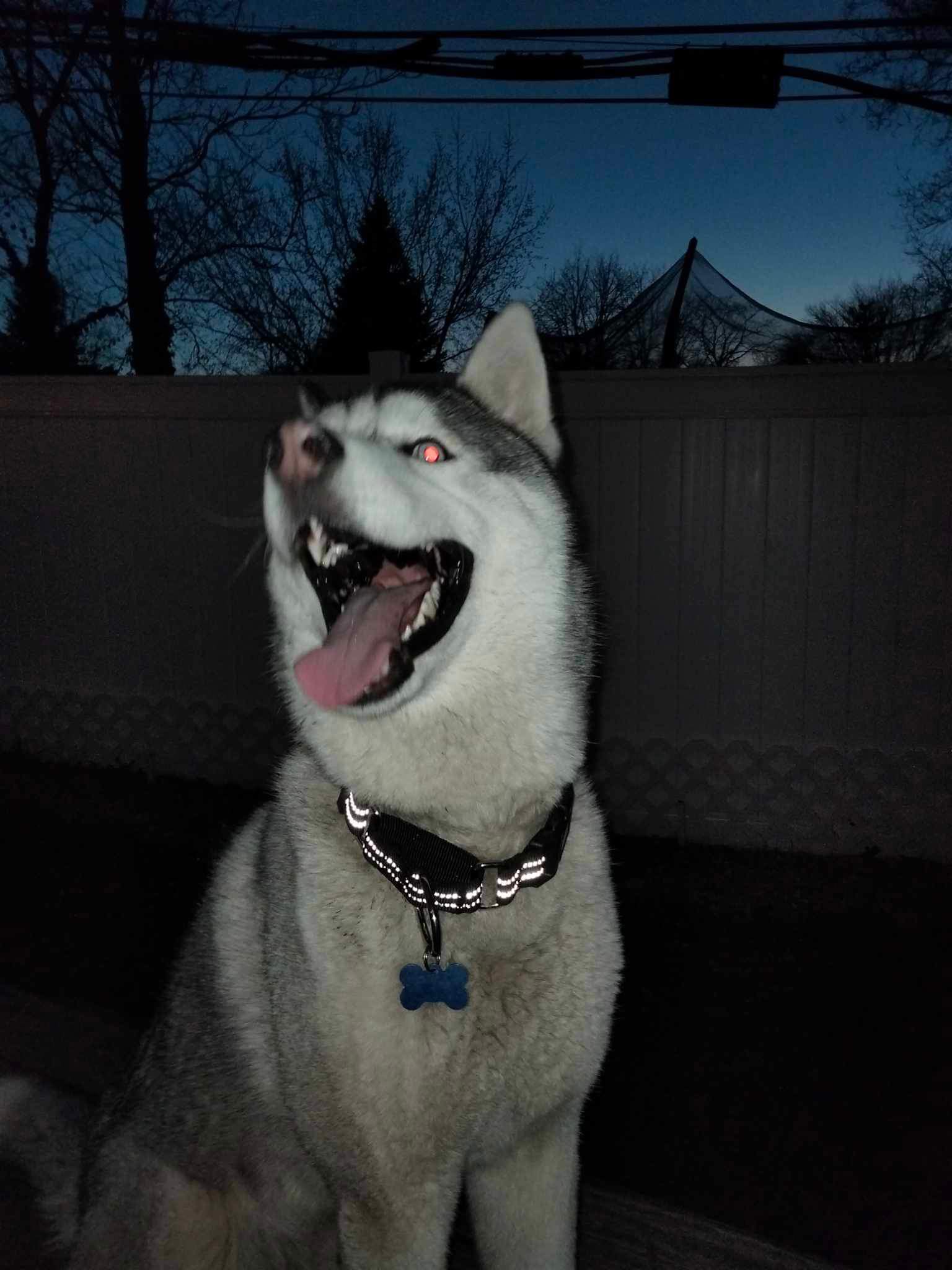 Enlarge Diego, a Adopted Siberian Husky in Westland, MI image 5/5