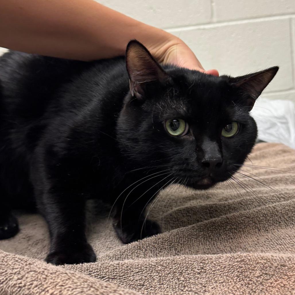 Blizzard, Adoptable, Adult Male Domestic Short Hair.