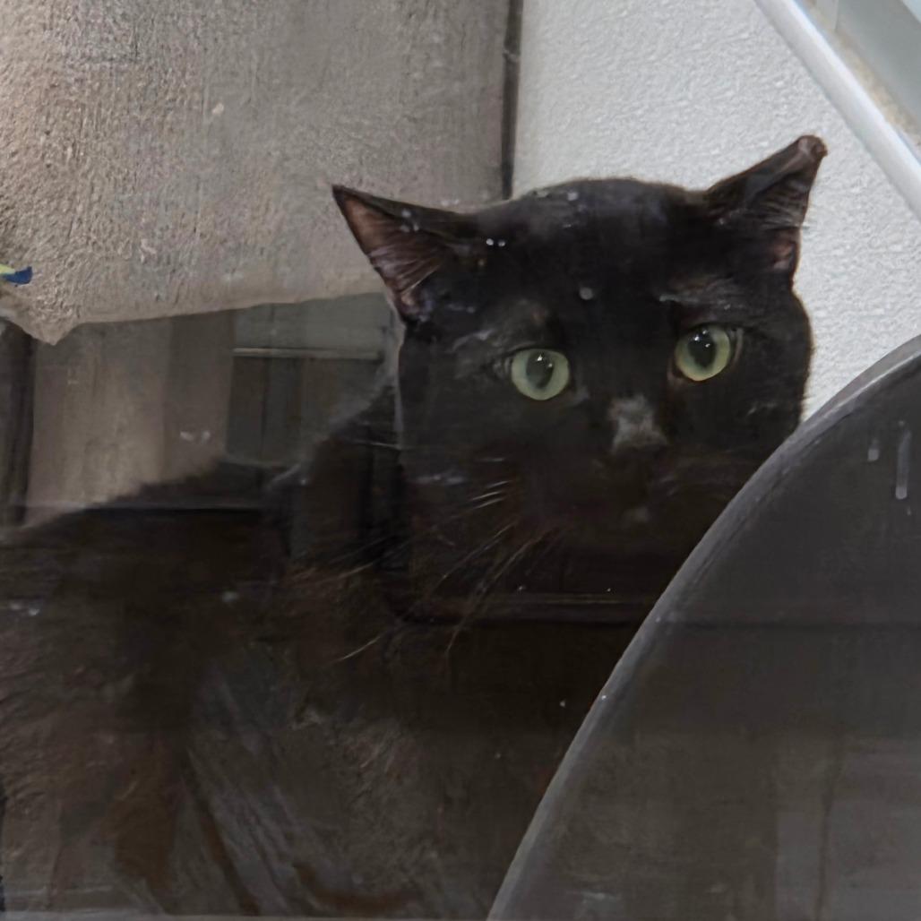 Blizzard, a Adoptable Domestic Short Hair in Murray, UT image 2/4
