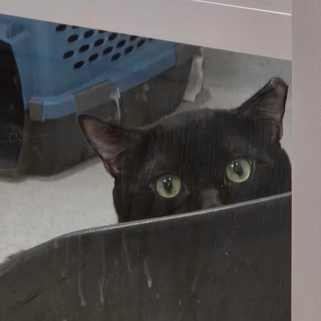 Blizzard, a Adoptable Domestic Short Hair in Murray, UT image 3/4