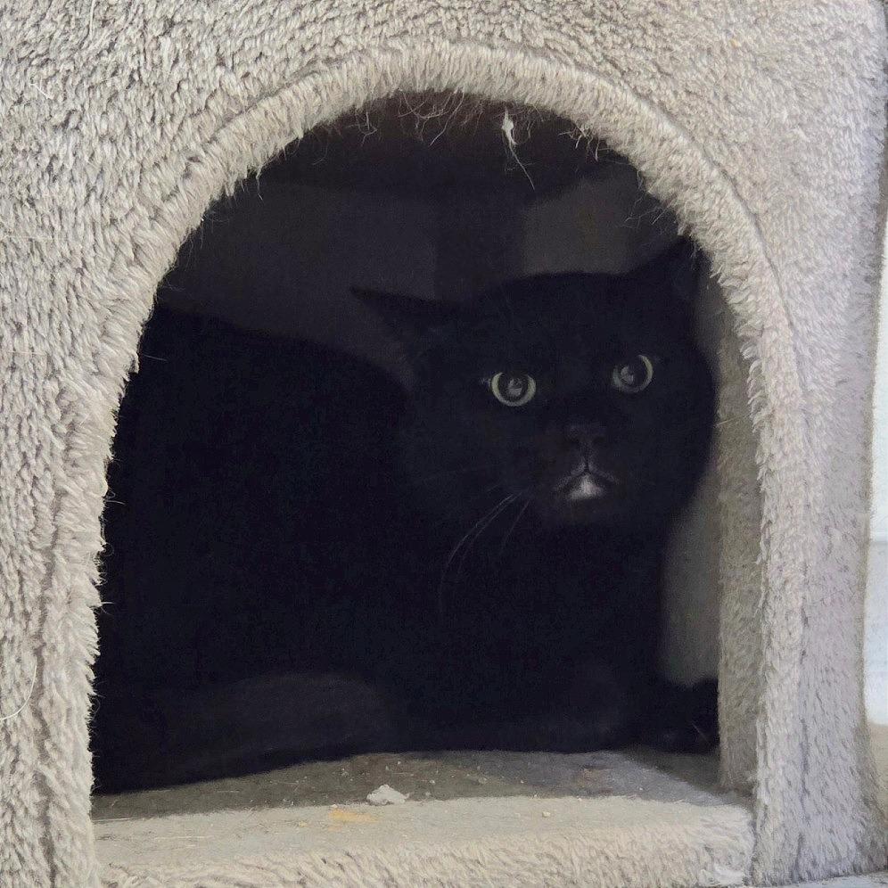 Blizzard, a Adoptable Domestic Short Hair in Murray, UT image 4/4