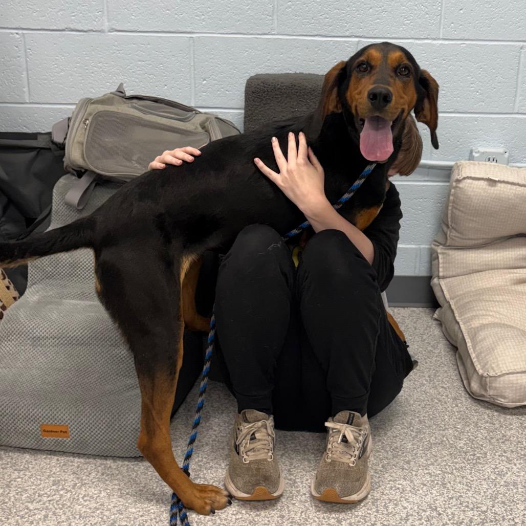 Siren, Adoptable, Adult Female Hound.