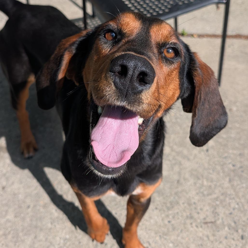 Enlarge Siren, a Adoptable Hound in East Hanover, NJ image 2/6