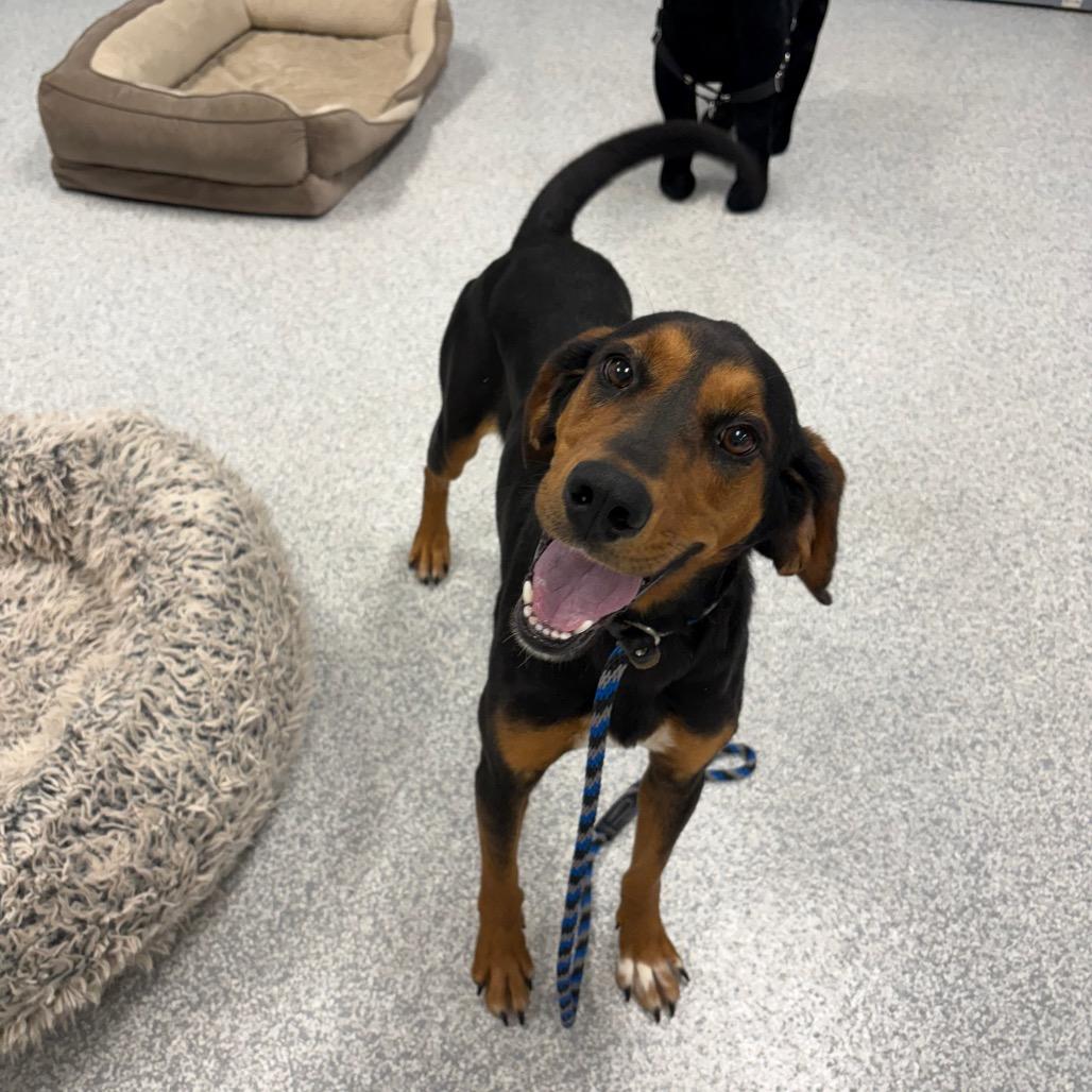 Enlarge Siren, a Adoptable Hound in East Hanover, NJ image 3/6