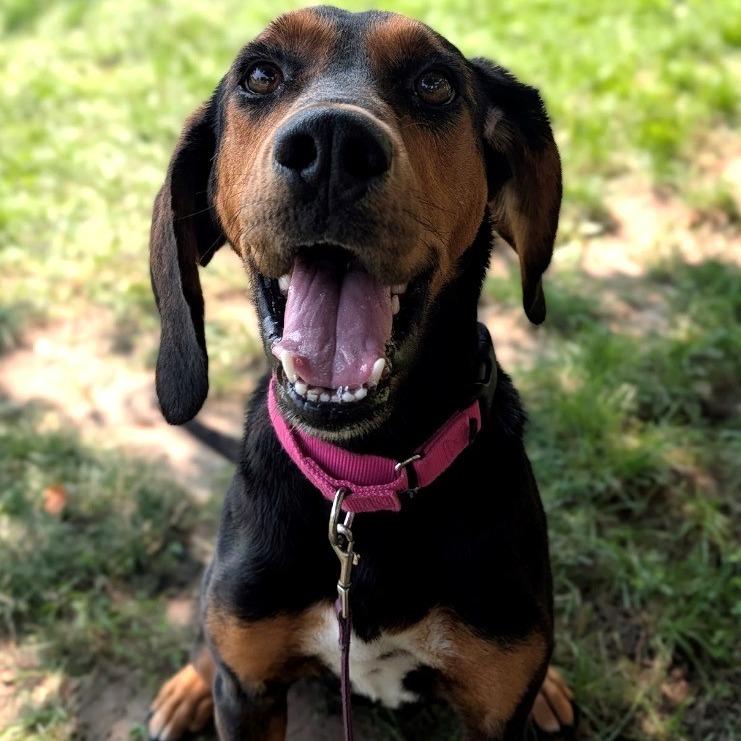 Siren, a Adoptable Hound in East Hanover, NJ image 4/6
