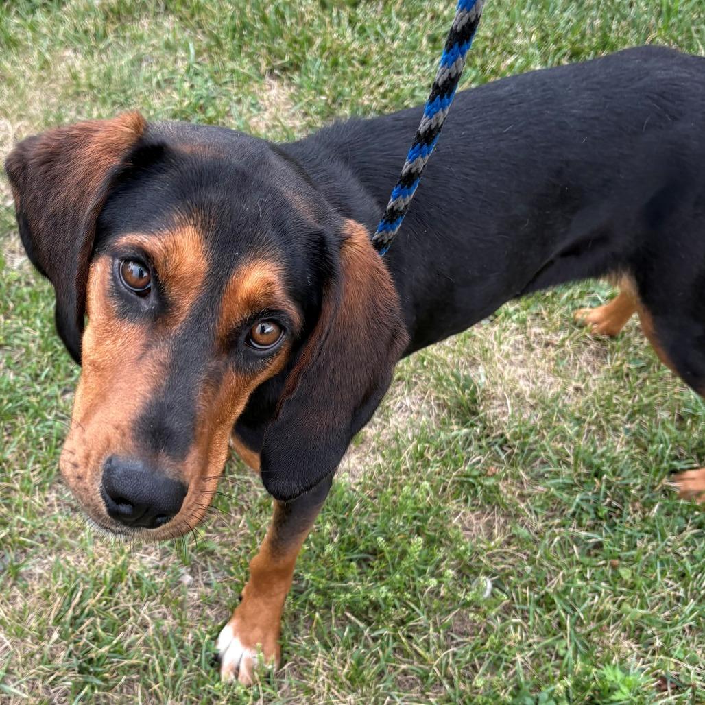 Enlarge Siren, a Adoptable Hound in East Hanover, NJ image 4/6
