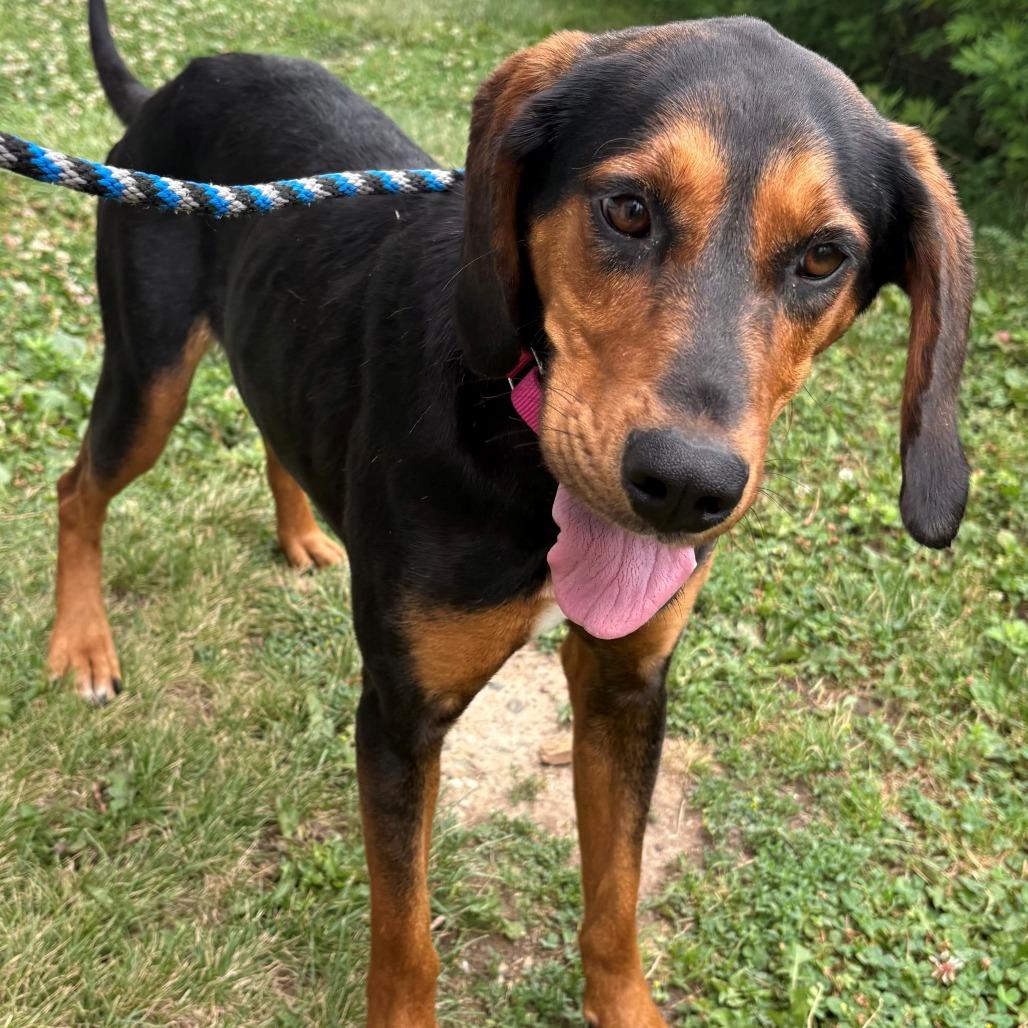 Enlarge Siren, a Adoptable Hound in East Hanover, NJ image 5/6