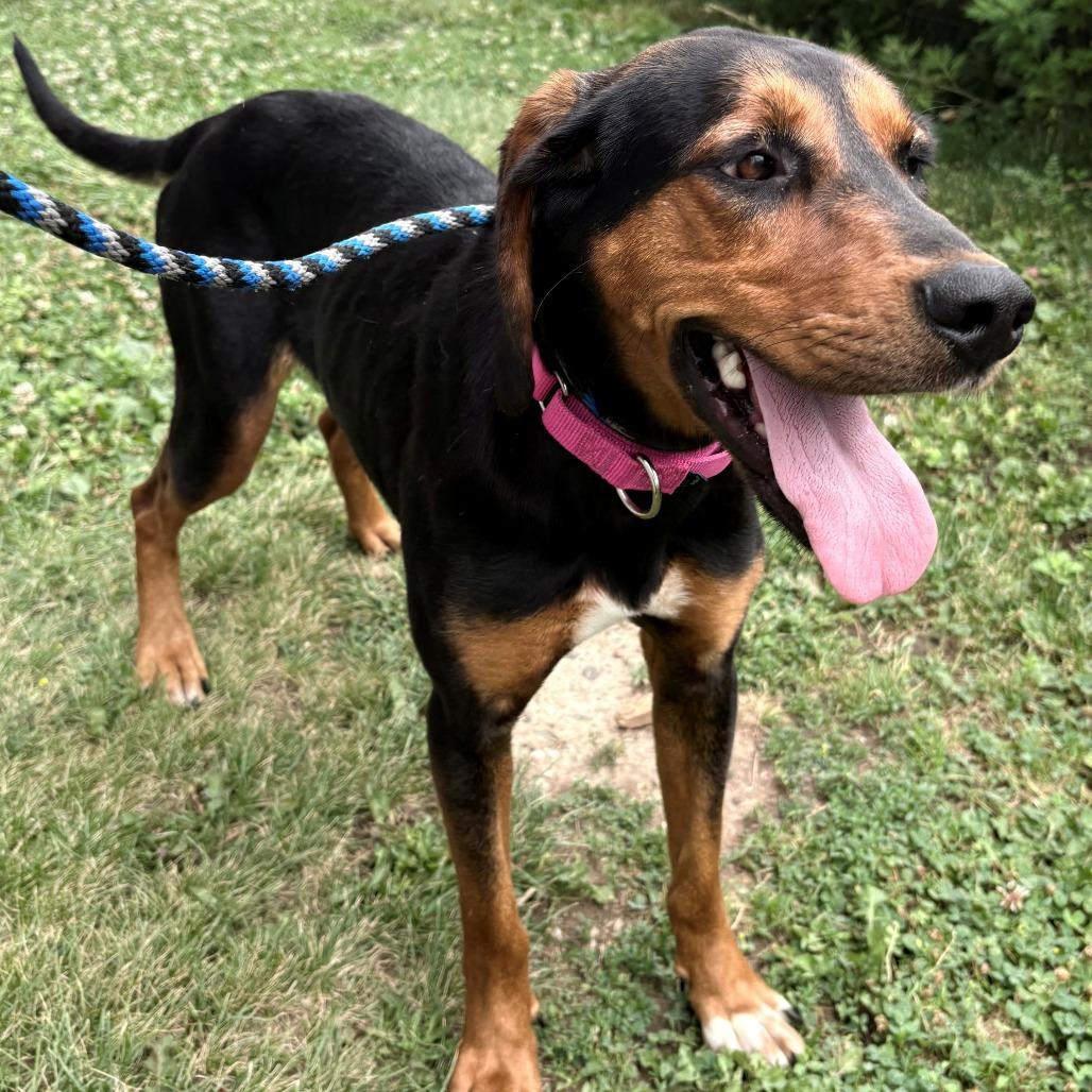 Enlarge Siren, a Adoptable Hound in East Hanover, NJ image 6/6