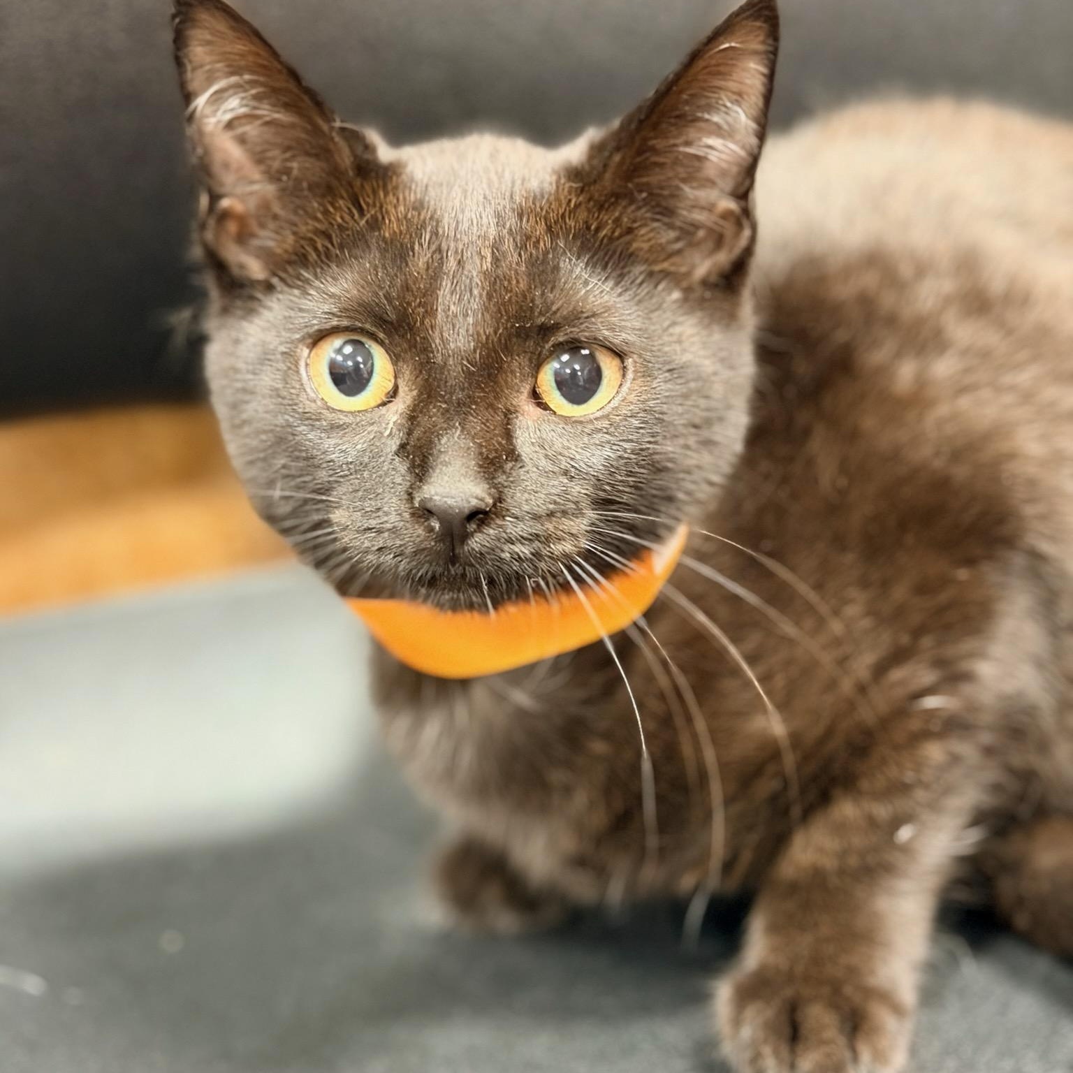 Glory, Adoptable, Kitten Female Domestic Short Hair.