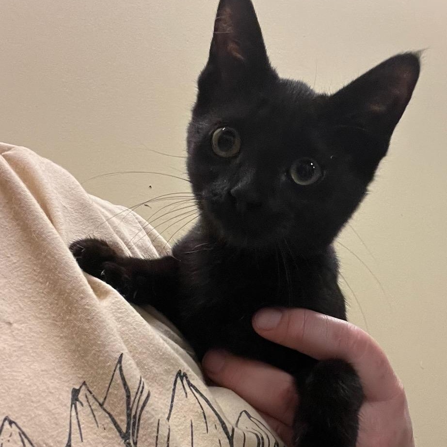 Enlarge Glory, a Adoptable Domestic Short Hair in Honeoye, NY image 2/2