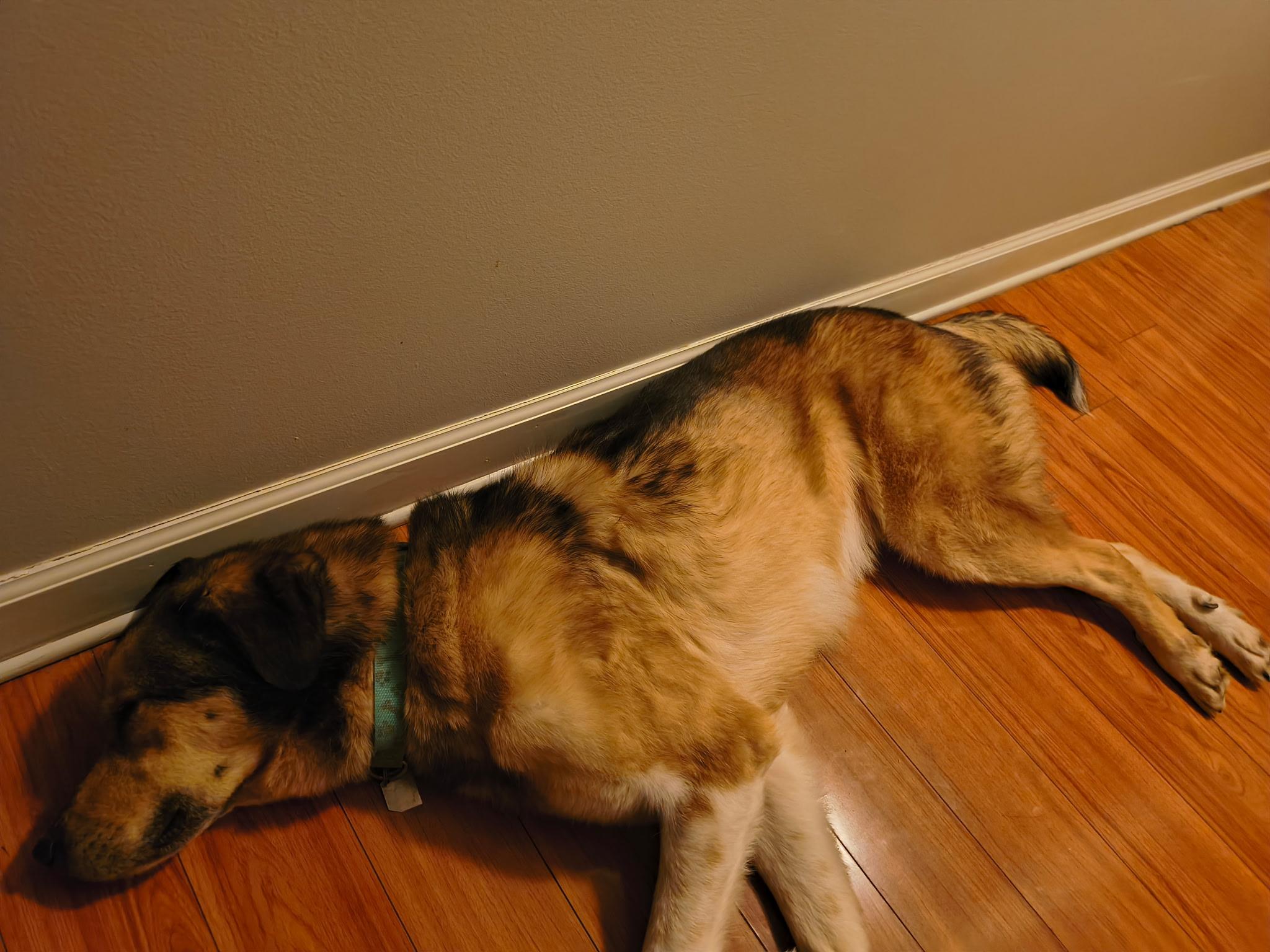 Enlarge Buddy, a ADOPTABLE mixed breed in Aurora, IL image 2/3