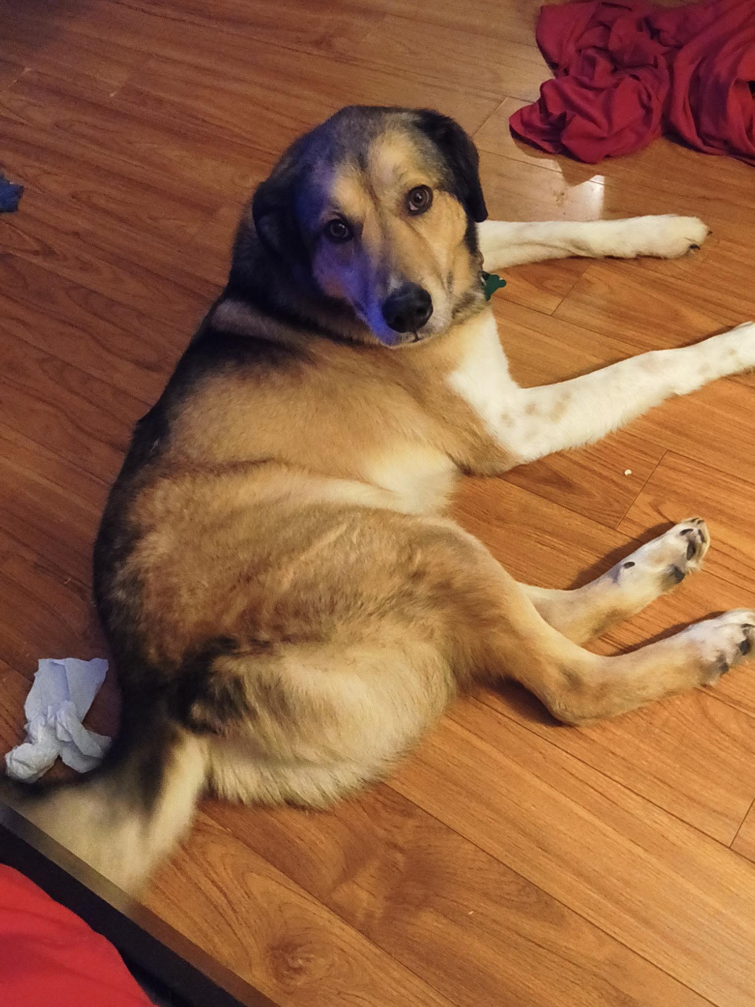 Buddy, ADOPTABLE, Adult Male Shepherd & Collie.
