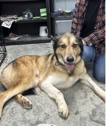 Enlarge Buddy, a ADOPTABLE mixed breed in Aurora, IL image 3/3