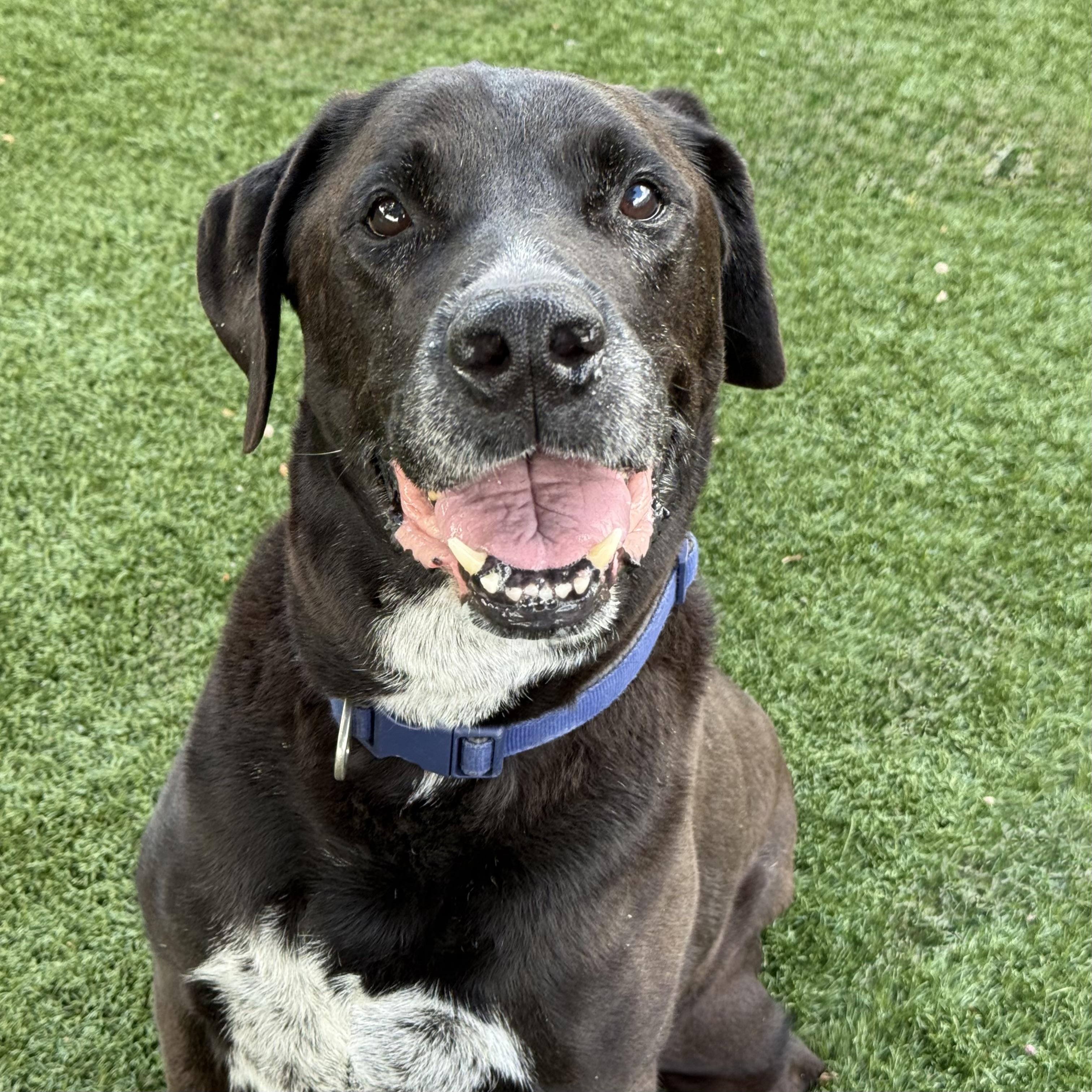 Enlarge Max, an adopted mixed breed in Red Bluff, CA image 1/4