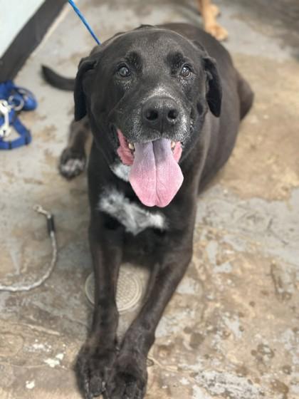 Enlarge Max, an adopted mixed breed in Red Bluff, CA image 4/4