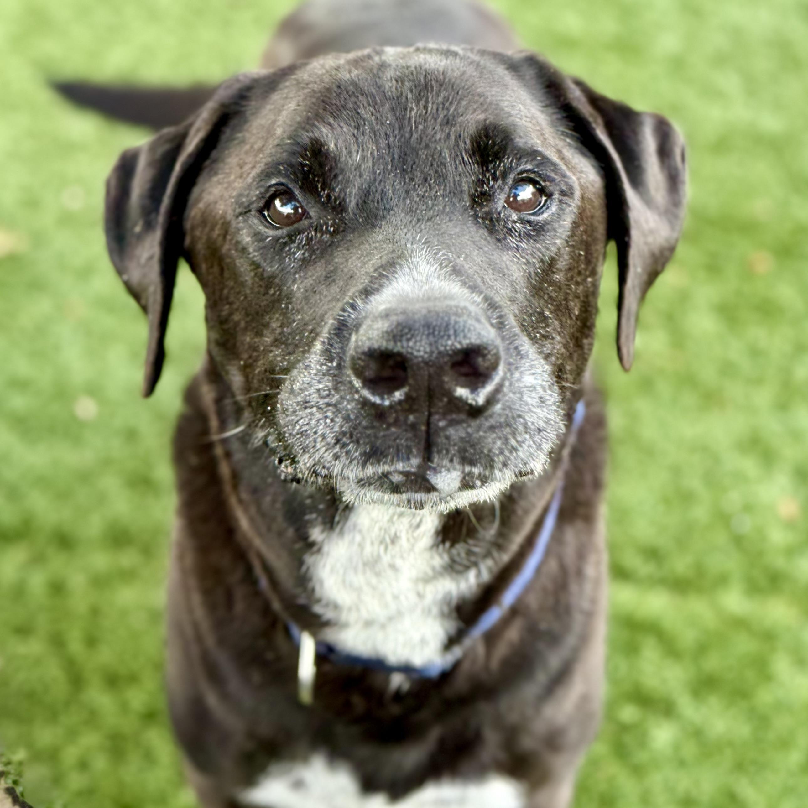 Enlarge Max, an adopted mixed breed in Red Bluff, CA image 2/4