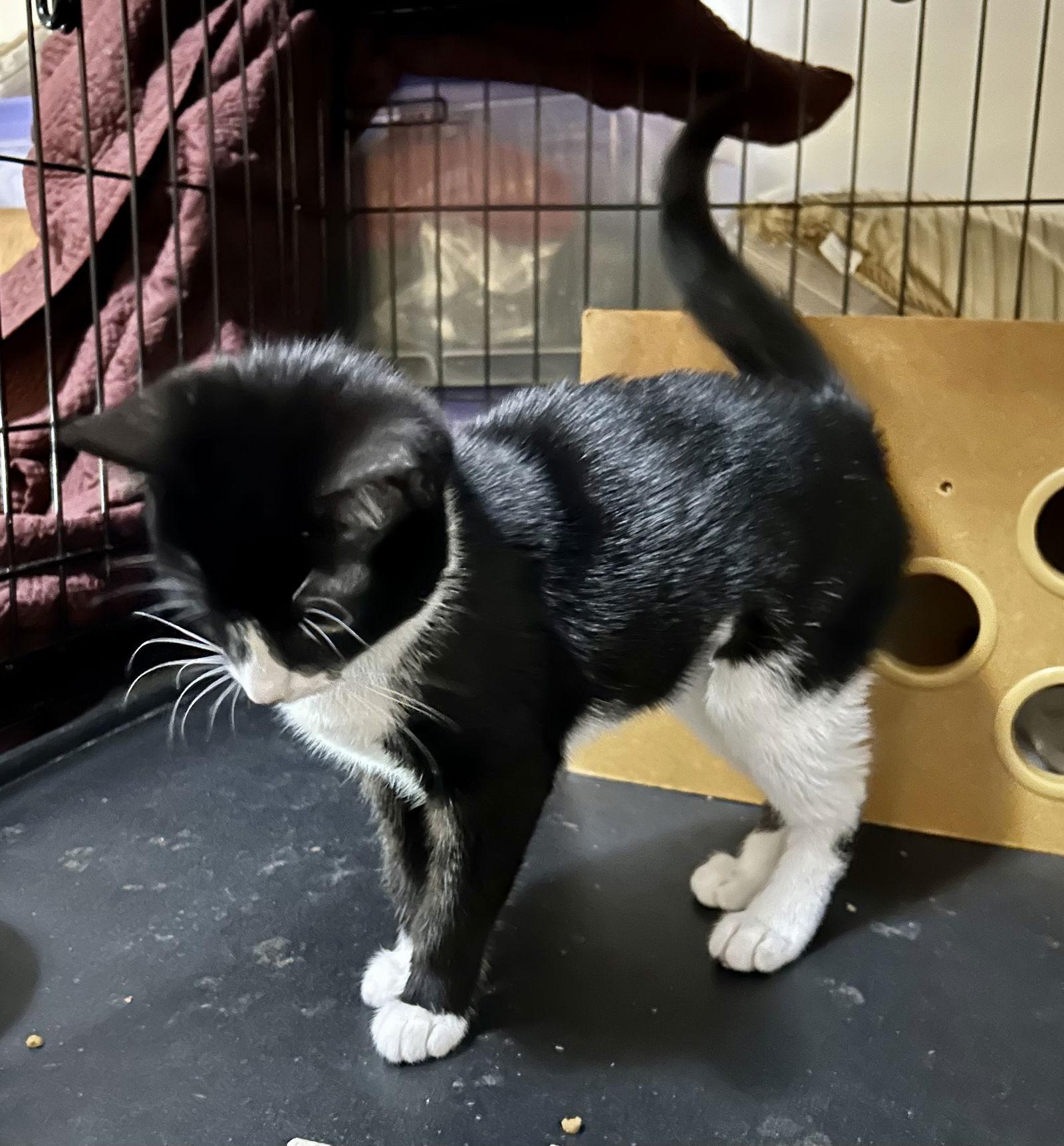 Dominique, Adopted, Young Female Tuxedo.