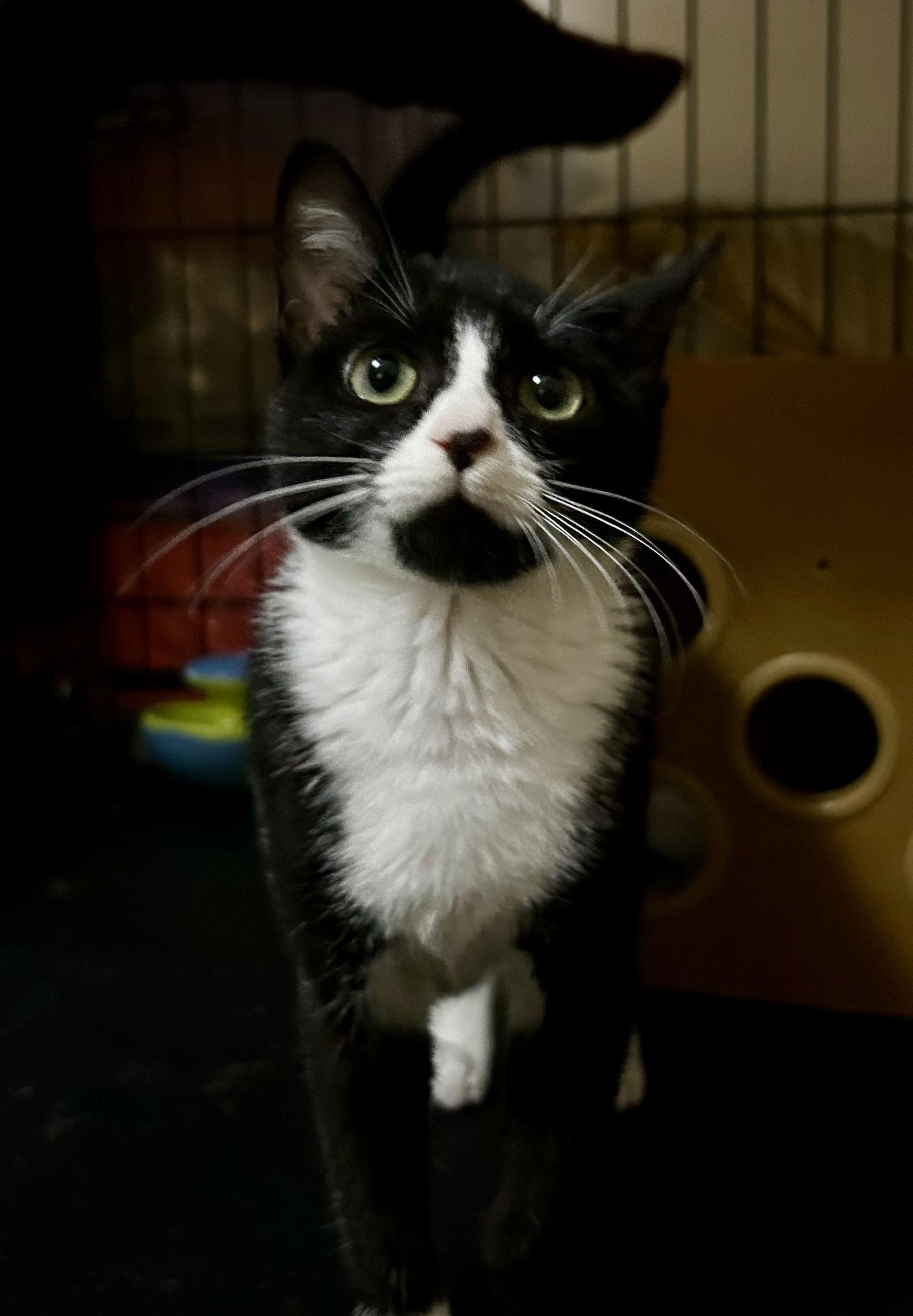 Enlarge Dominique, a Adopted Tuxedo in Plano, TX image 2/3