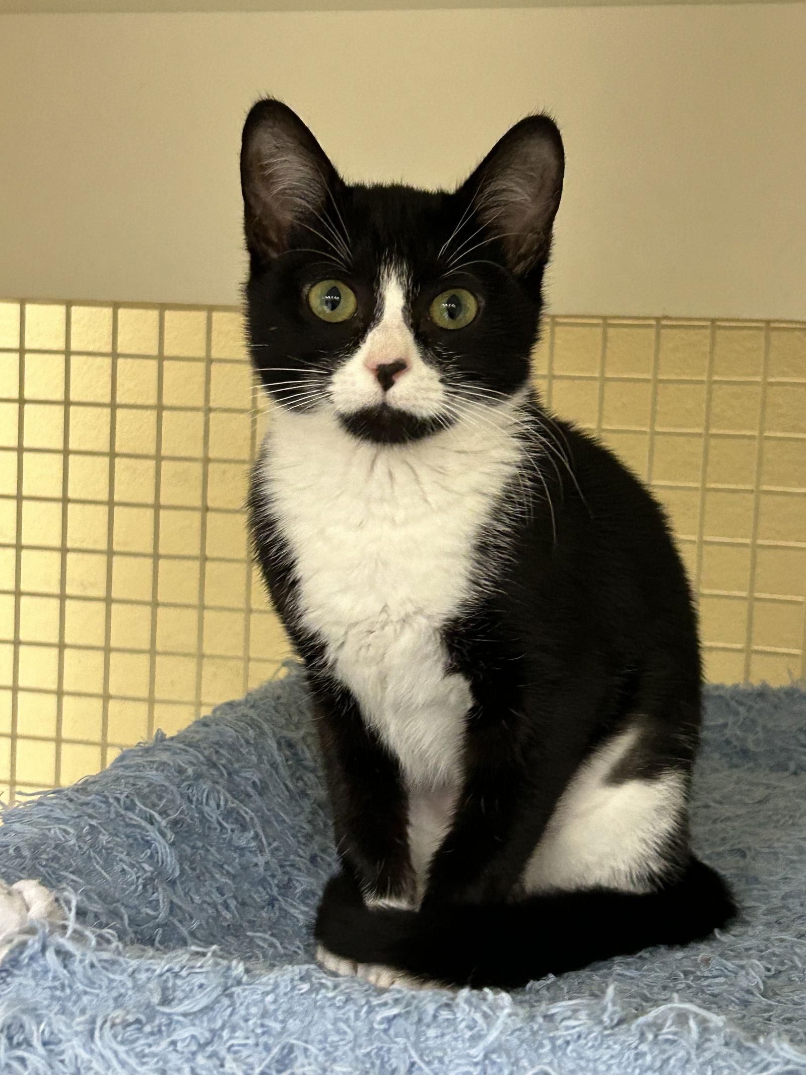 Enlarge Dominique, a Adopted Tuxedo in Plano, TX image 3/3