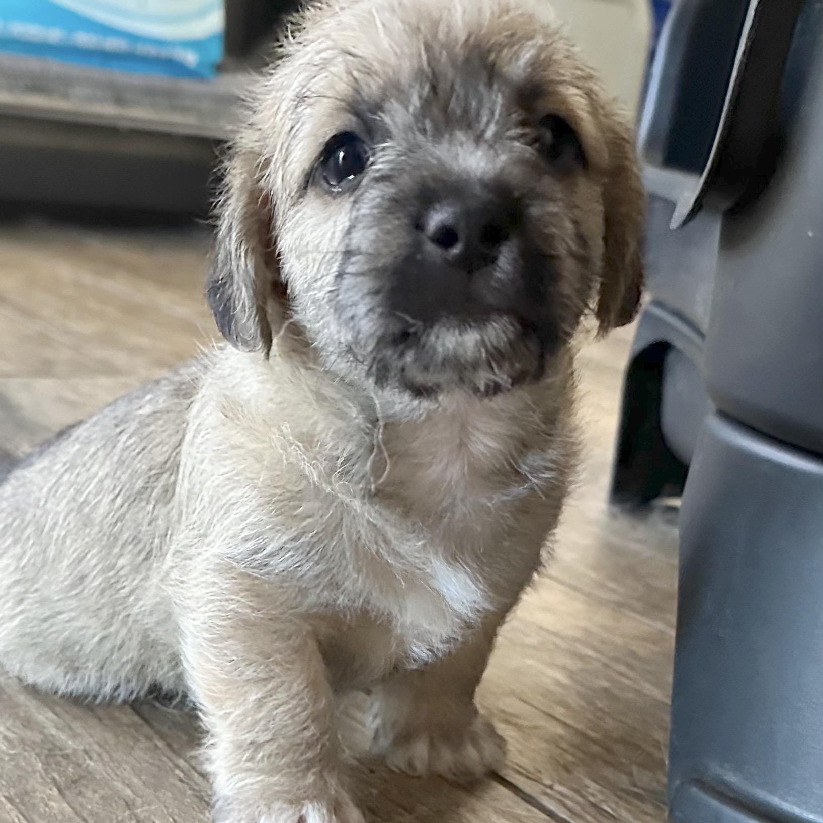 Pumpkin, Adoptable, Puppy Male Poodle & Maltese.