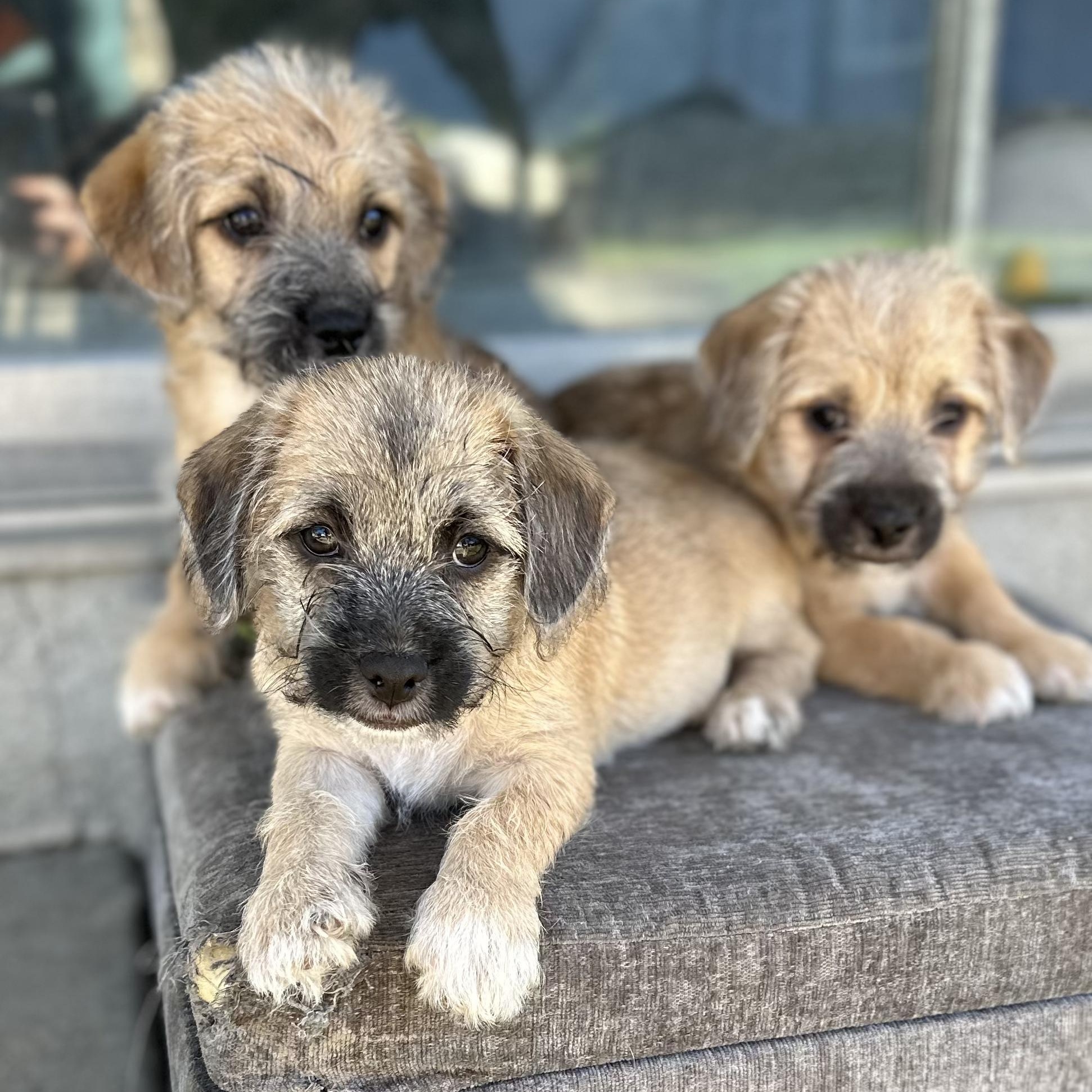 Pumpkin, Adoptable, Puppy Male Poodle & Maltese.