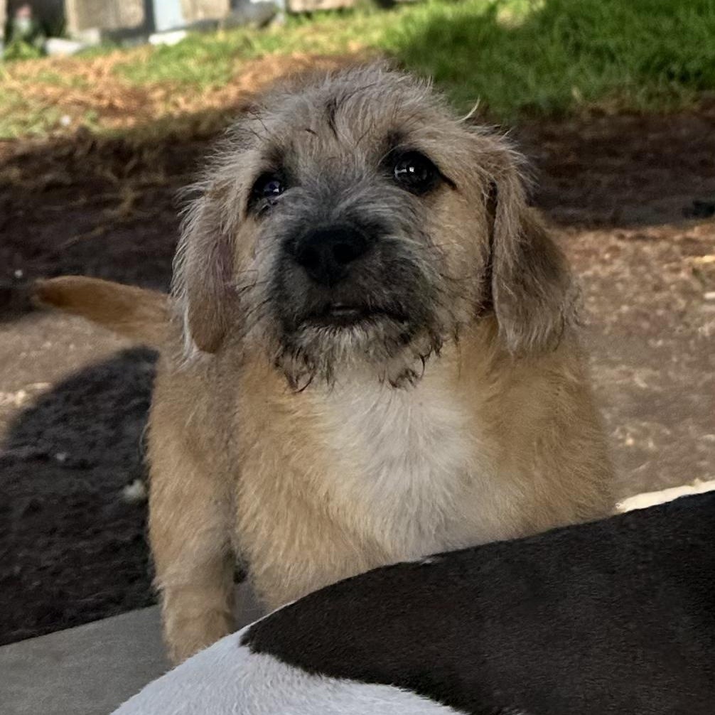 Enlarge Pumpkin, a Adoptable mixed breed in Sun Valley, CA image 2/6