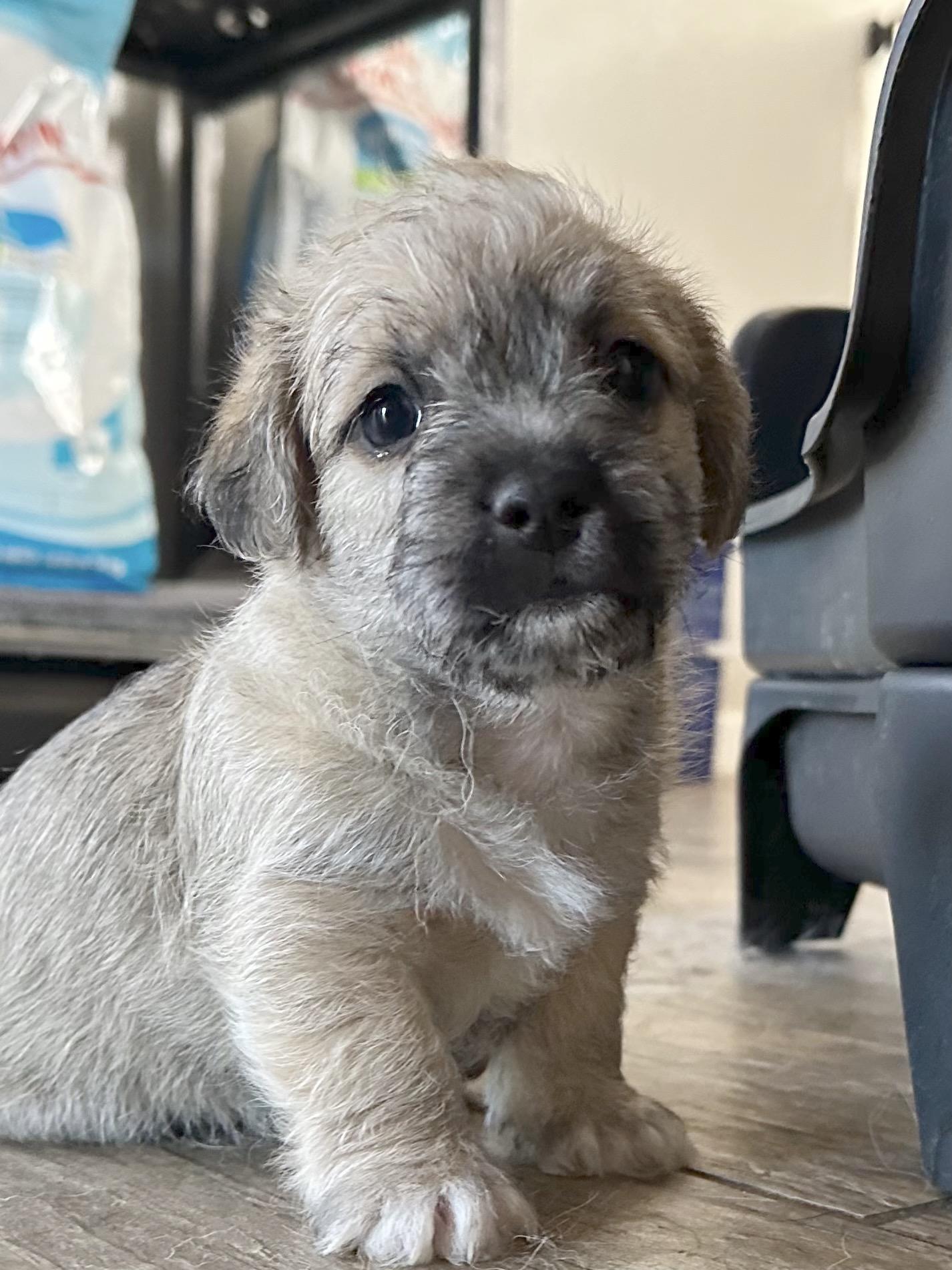 Enlarge Pumpkin, a Adoptable mixed breed in Sun Valley, CA image 4/6