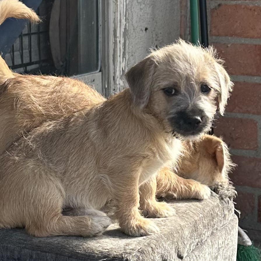 Enlarge Pumpkin, a Adoptable mixed breed in Sun Valley, CA image 3/6