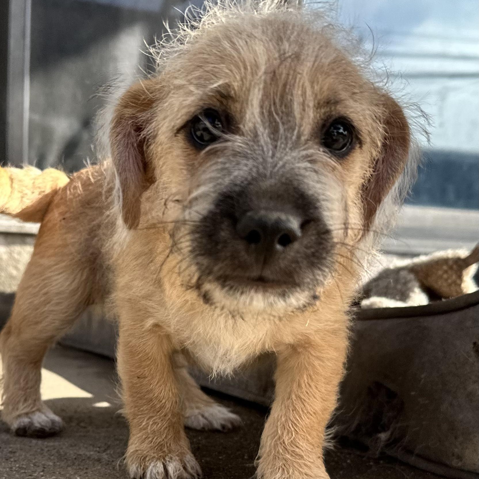 Enlarge Pumpkin, a Adoptable mixed breed in Sun Valley, CA image 4/6