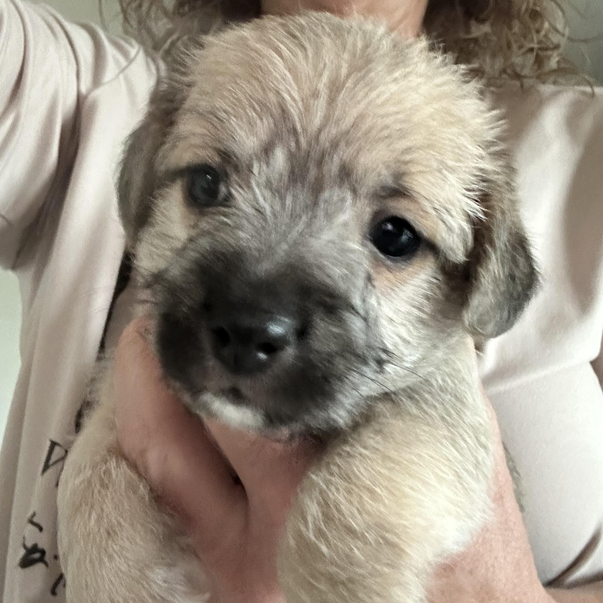 Enlarge Pumpkin, a Adoptable mixed breed in Sun Valley, CA image 6/6
