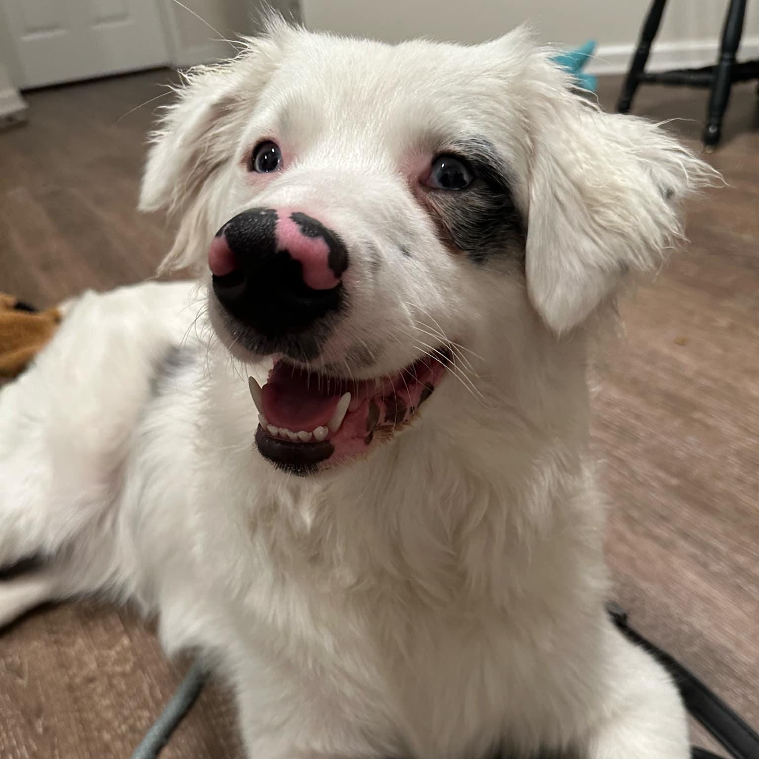 Oshie