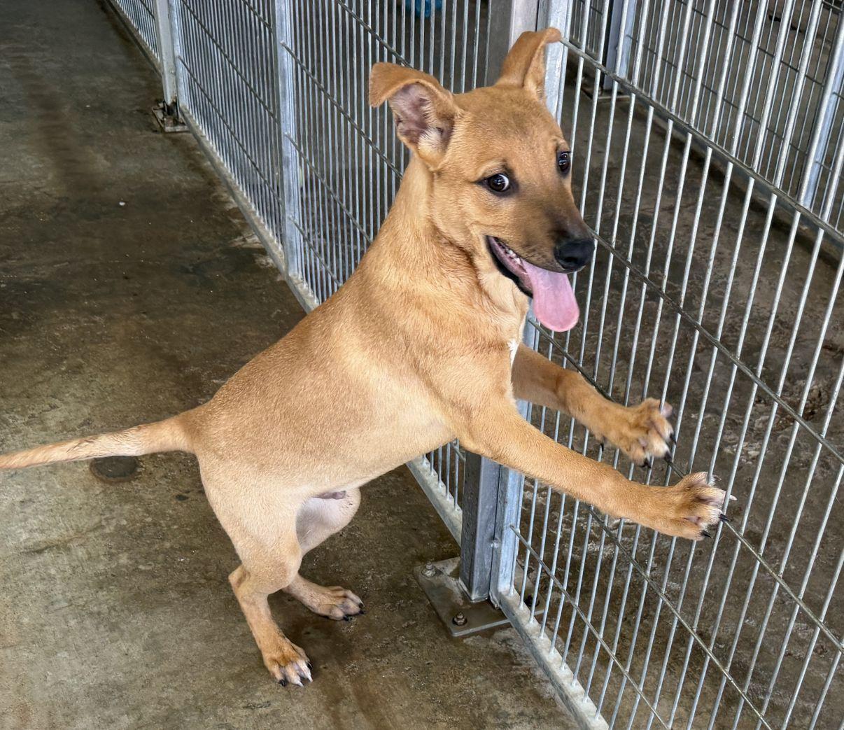 Enlarge Buzz and Woody, a Adoptable mixed breed in El Paso, TX image 4/6