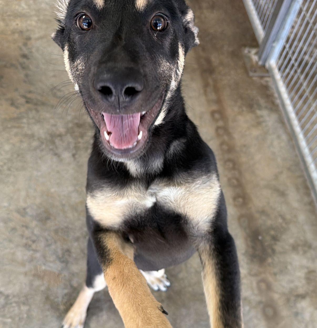 Enlarge Buzz and Woody, a Adoptable mixed breed in El Paso, TX image 3/6